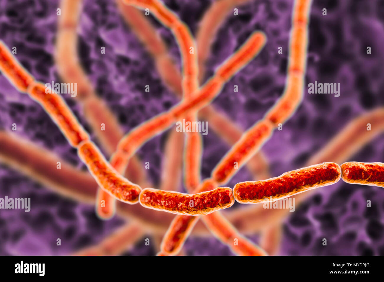 Rat bite fever bacteria. Computer illustration of chains of