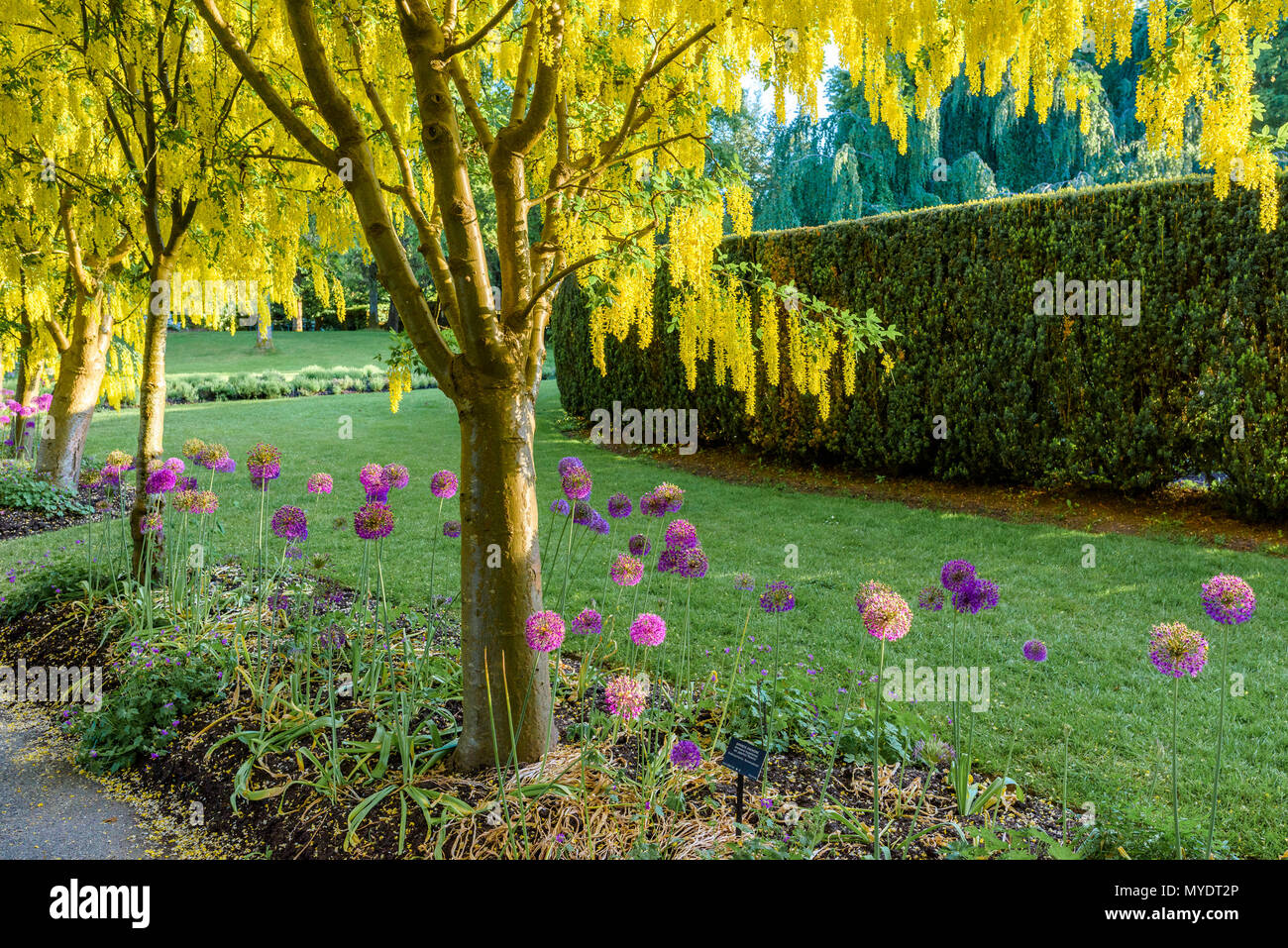 Golden Chain Tree Flowers High Resolution Stock Photography and Images