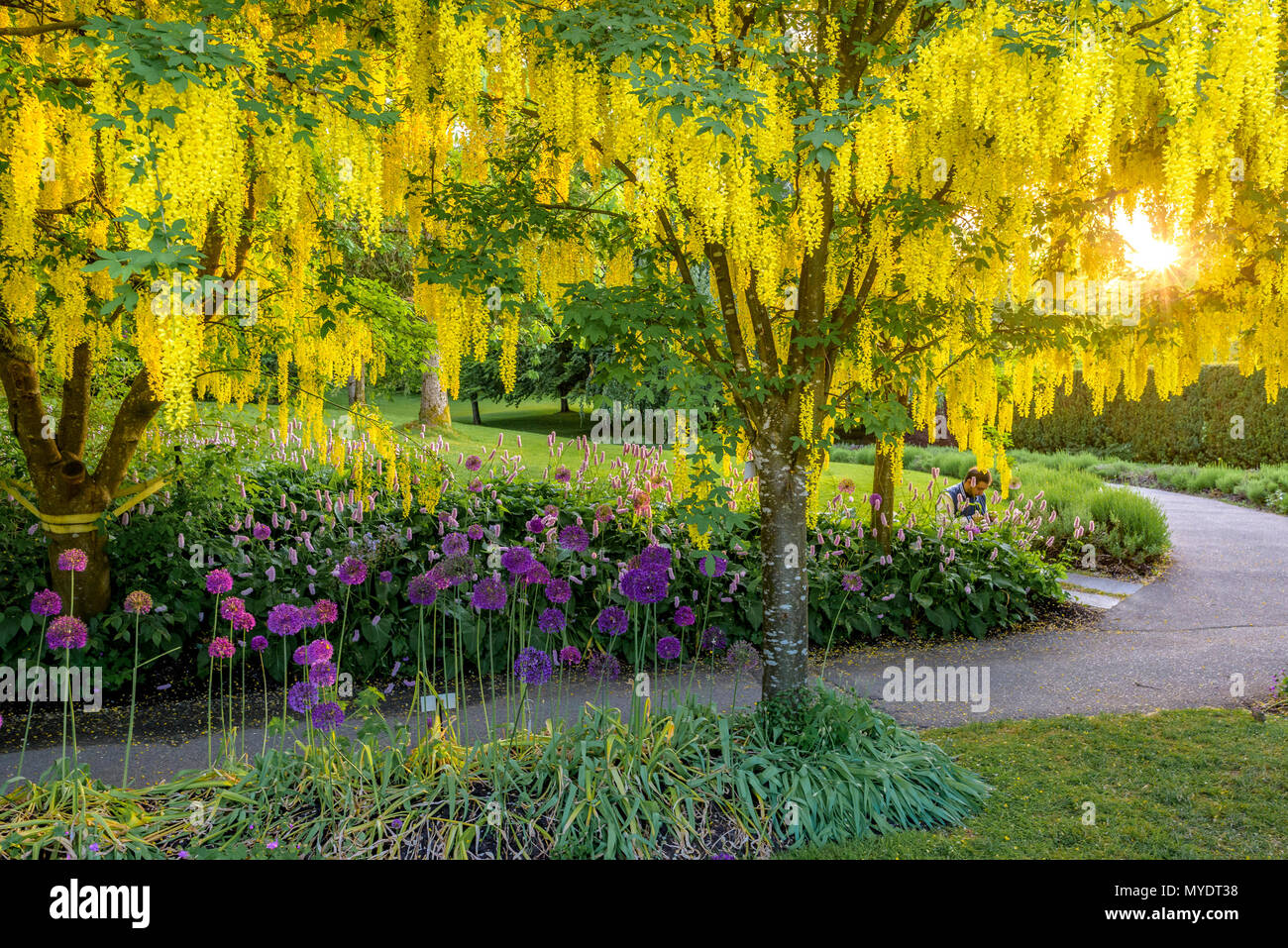 laburnum trees, VanDusen Botanical Garden, Vancouver, British Columbia, Canada. Stock Photo