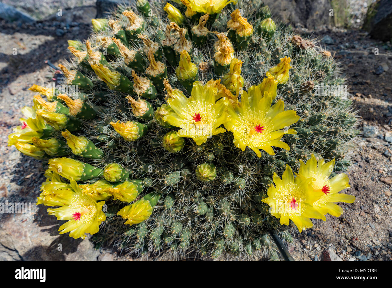 Maihueniopsis ovata, cactus Stock Photo