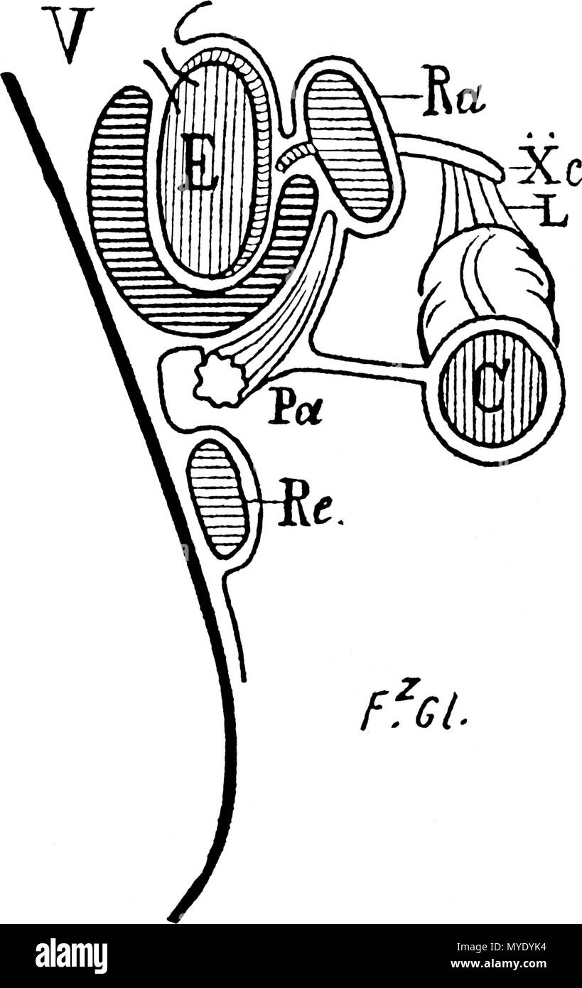 . Français : V, Au niveau de la grosse tubérosité. Le côlon n'a plus de rapport avec l'estomac. Ra, rate; Pa, pancréas ; Re, rein; Xc, 10e côte ; L, ligament pleuro-colique.  . 1885 (1905). Fz. Glénard 179 FGelenardDe lEnteroptoseLyon medical1885 Stock Photo