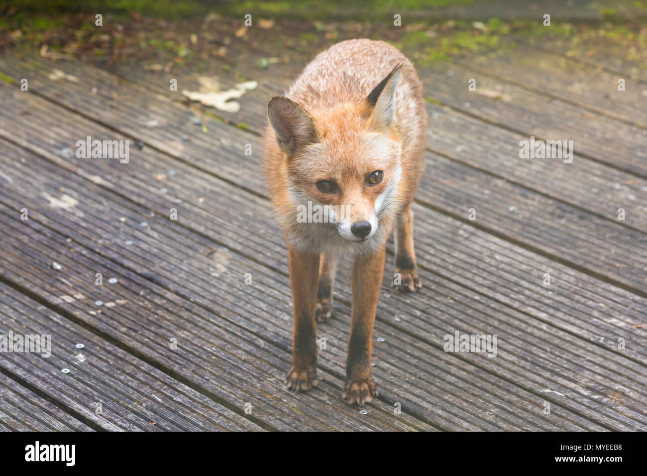 Bournemouth, Dorset, UK. 7th June 2018. Urban Fox, Vulpes Vulpes, looking for food in Bournemouth garden. Credit: Carolyn Jenkins/Alamy Live News Stock Photo