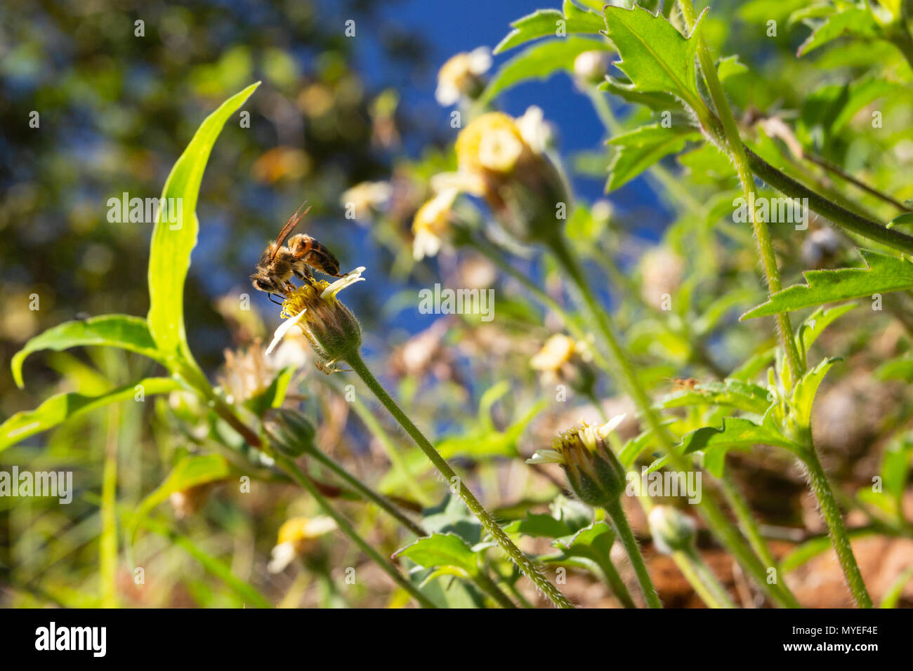 Asuncion, Paraguay. 7th Jun, 2018. A honey bee (Apis mellifera) feeds the nectar of tridax daisy or coatbuttons (Tridax procumbens) blooming flowers in a wildflower meadow during a sunny and pleasant afternoon with temperatures high around 19°C in Asuncion, Paraguay. Credit: Andre M. Chang/ARDUOPRESS/Alamy Live News Stock Photo