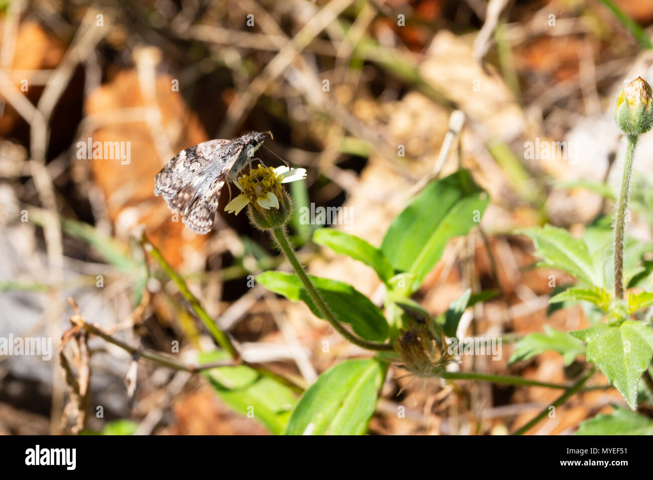 Asuncion, Paraguay. 7th Jun, 2018. A white-patched skipper or white patch (Chiomara asychis) butterfly feeds the nectar of tridax daisy or coatbuttons (Tridax procumbens) blooming flower during a sunny and pleasant afternoon with temperatures high around 19°C in Asuncion, Paraguay. Credit: Andre M. Chang/ARDUOPRESS/Alamy Live News Stock Photo