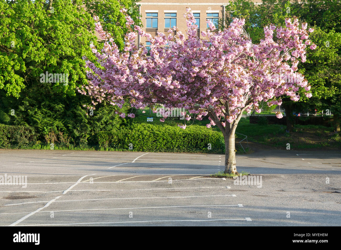 Ornamental Cherry Blossom Tree, in bloom, growing in an urban car park. These decorative shade trees are tolerant of atmospheric pollution. England UK Stock Photo