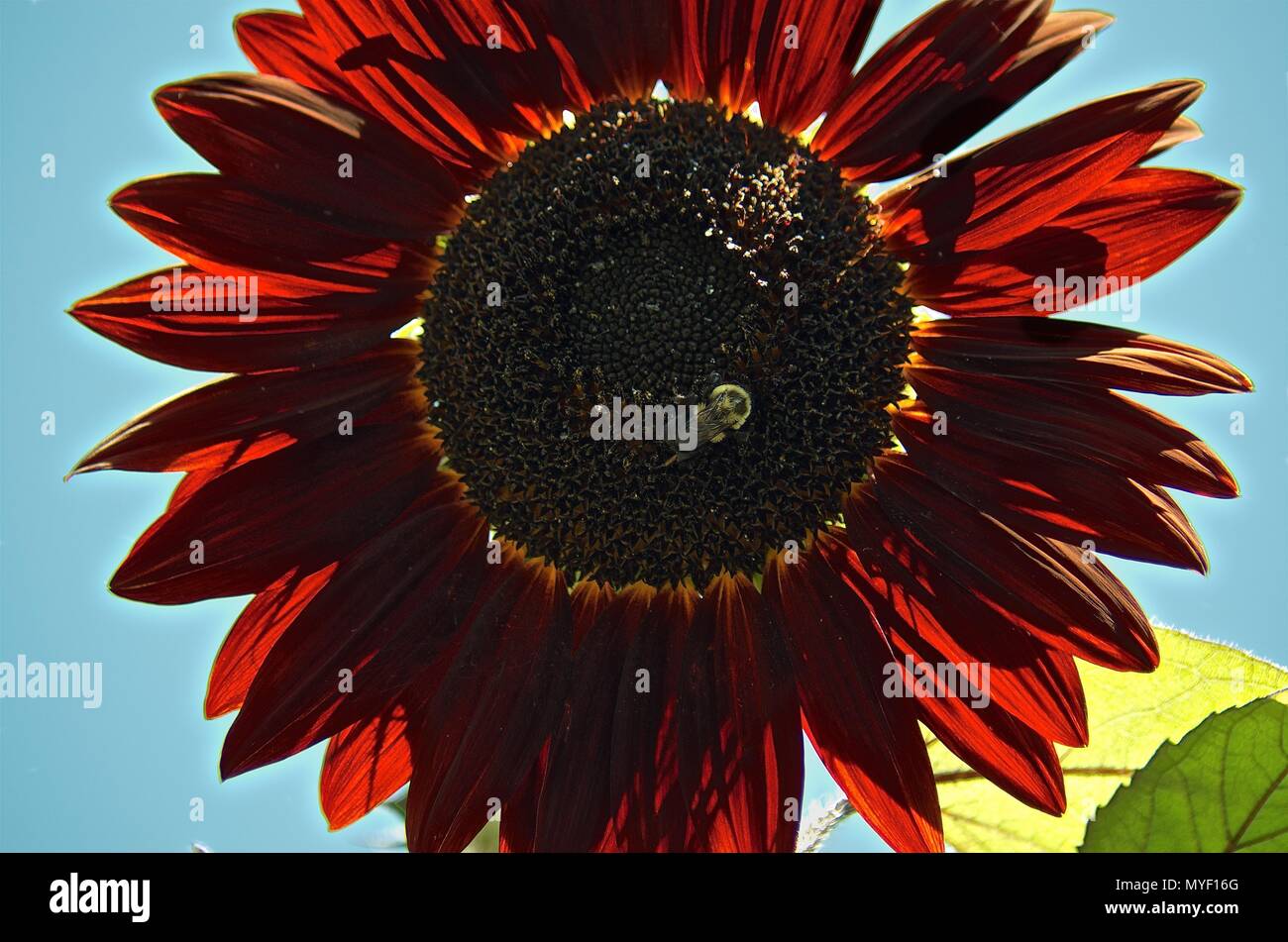 red sunflower with bee Stock Photo