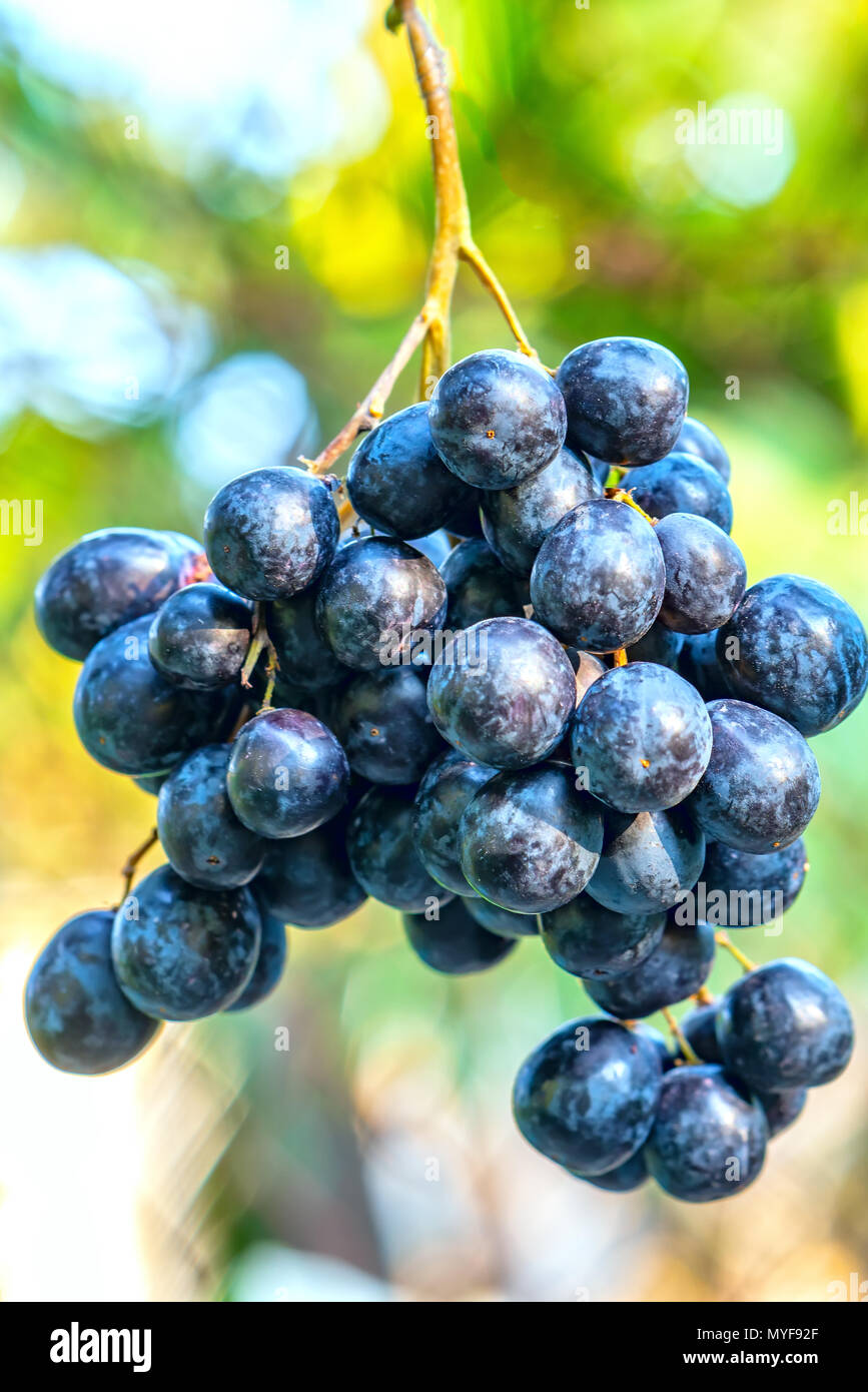 Fresh bunch of purple grapes ripen in the garden. This fruit is rich in