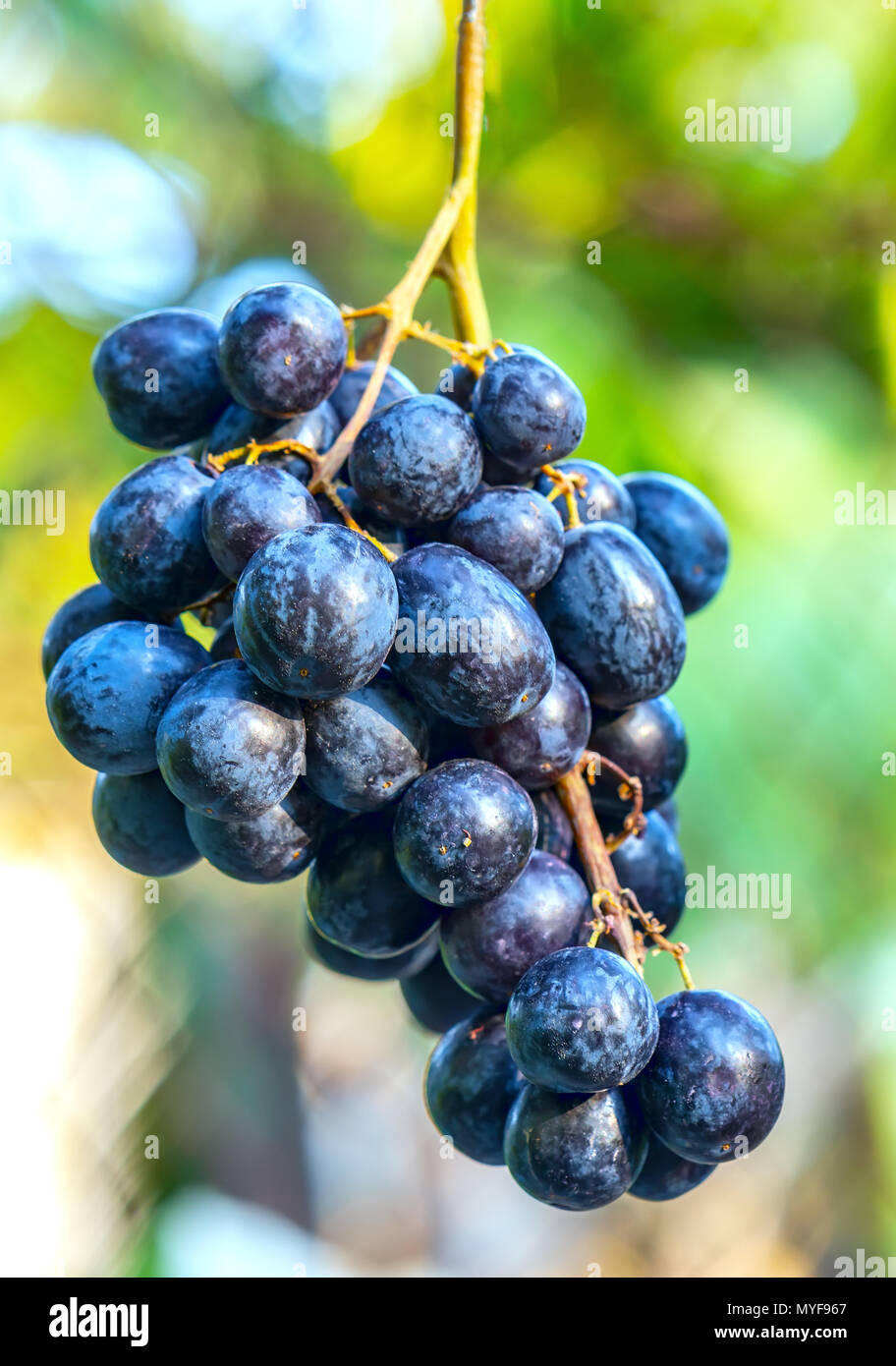 Fresh bunch of purple grapes ripen in the garden. This fruit is rich in vitamin  C and minerals that are beneficial for human health Stock Photo - Alamy