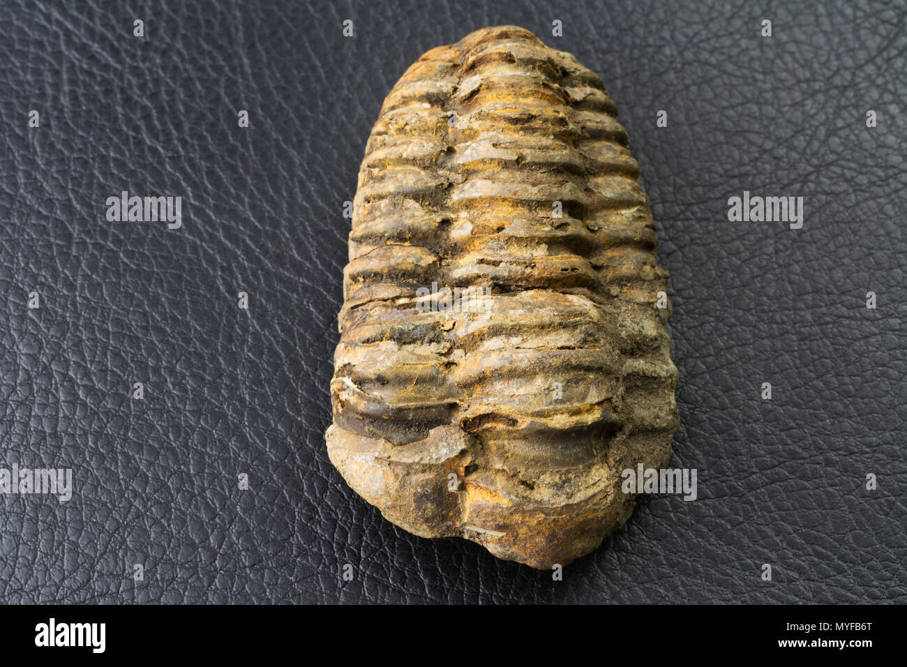 Petrified Trilobite fossil Stock Photo
