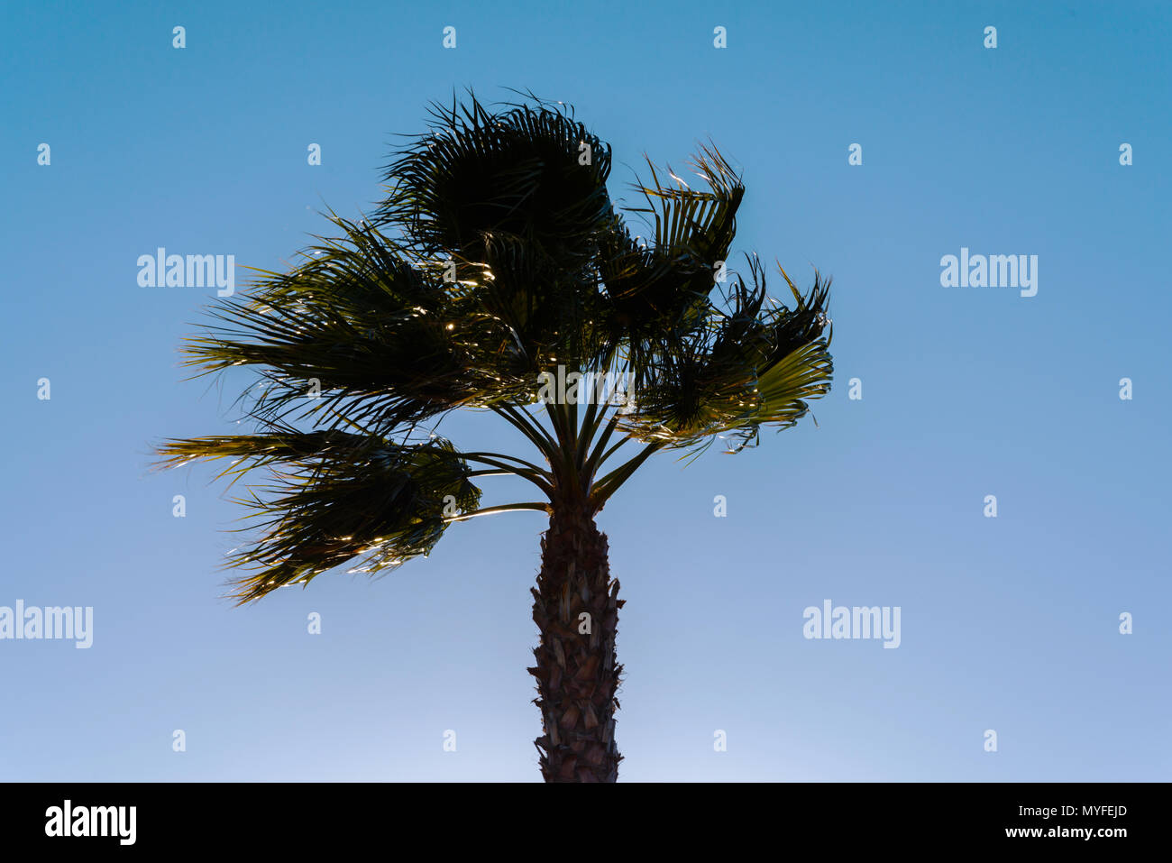 beautiful spreading palm tree, exotic plants symbol of holidays, hot ...