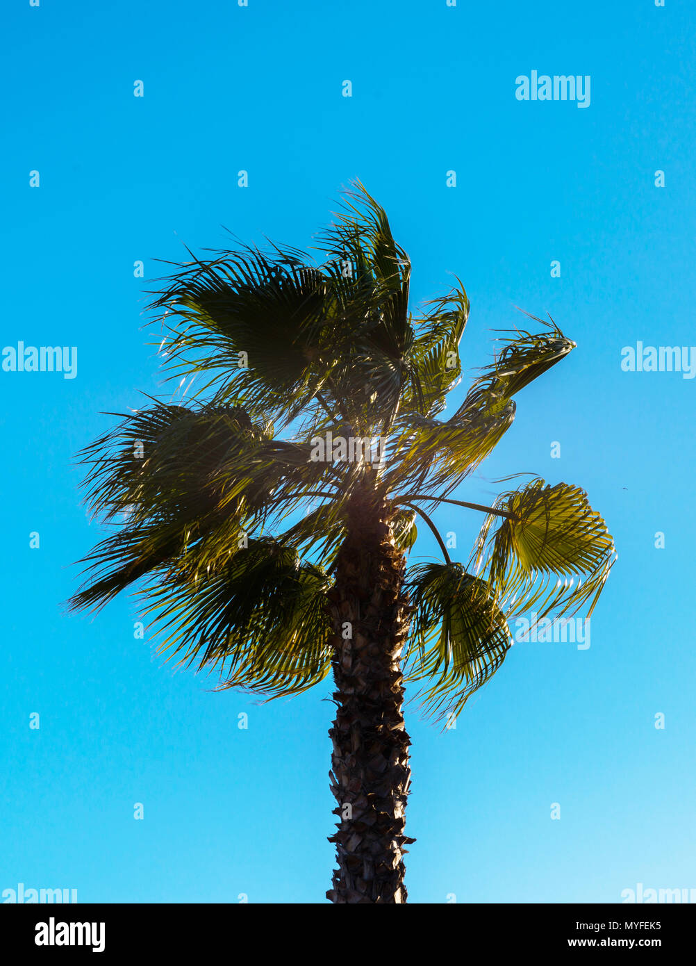 beautiful spreading palm tree, exotic plants symbol of holidays, hot ...