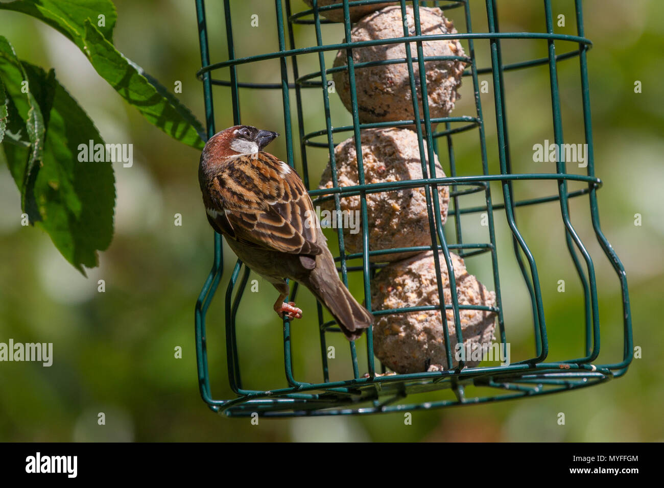 House Sparrow Passer Domesticus Single Adult Male On Hanging