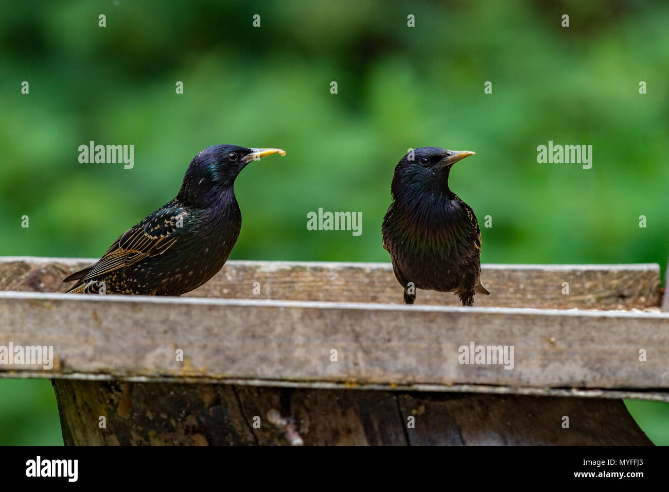 Starling. Sturnus vulgaris. Two adults on bird table.  West Midlands. British Isles. Stock Photo