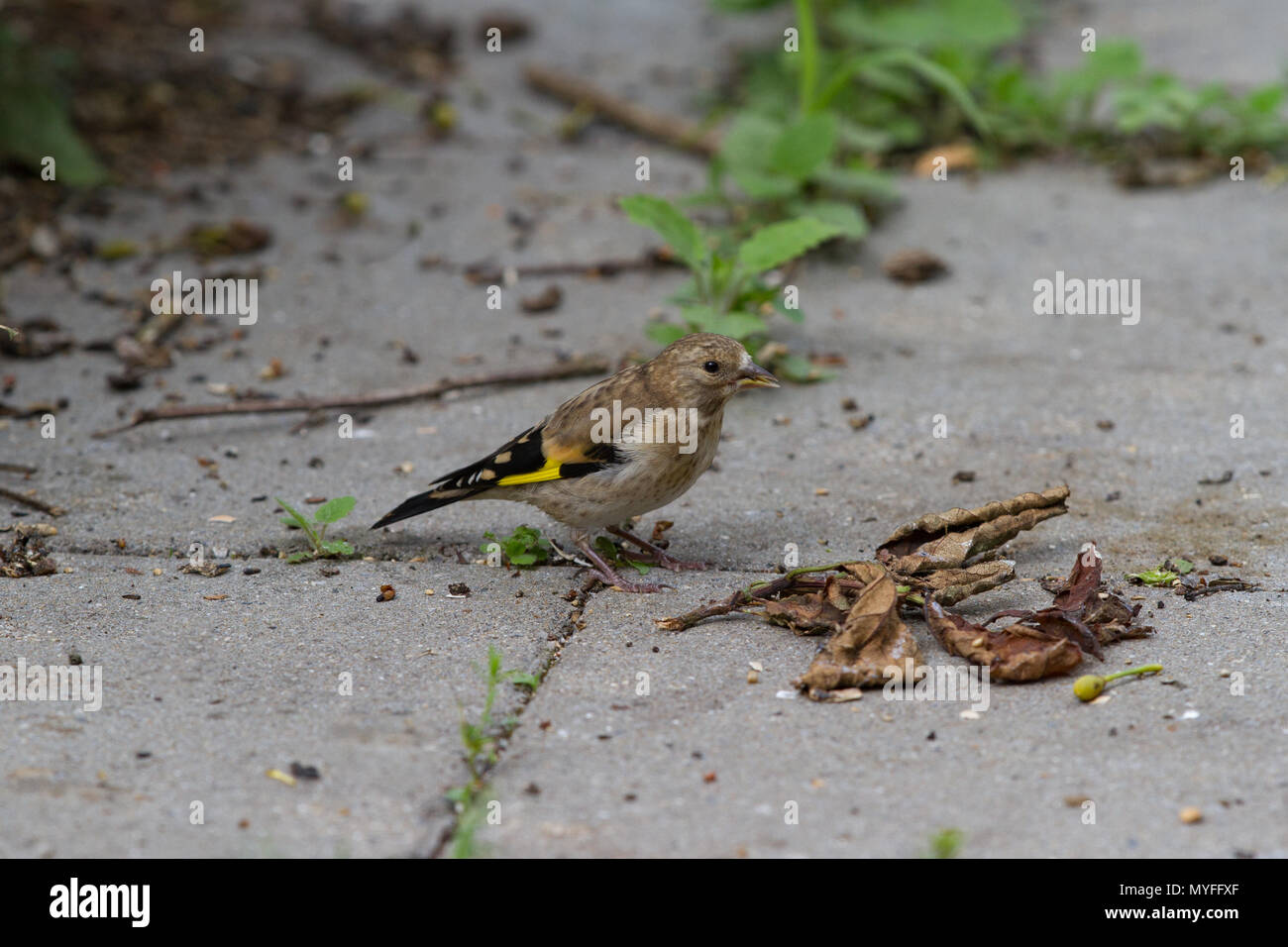 Goldfinch. Carduelis carduelis.  Single fledgling perched on ground. West Midlands.  British Isles. Stock Photo