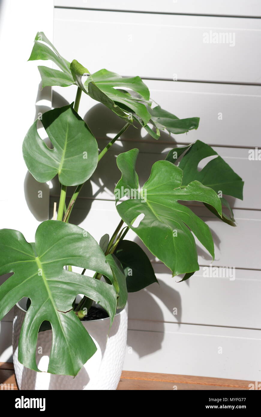 Monstera Plant in pot Stock Photo Alamy