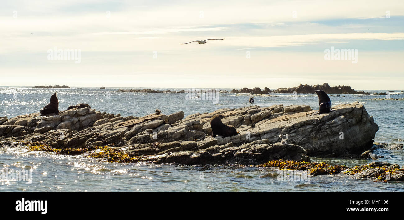Landscape of Lake Tekapo in South Island, New Zealand Stock Photo - Alamy
