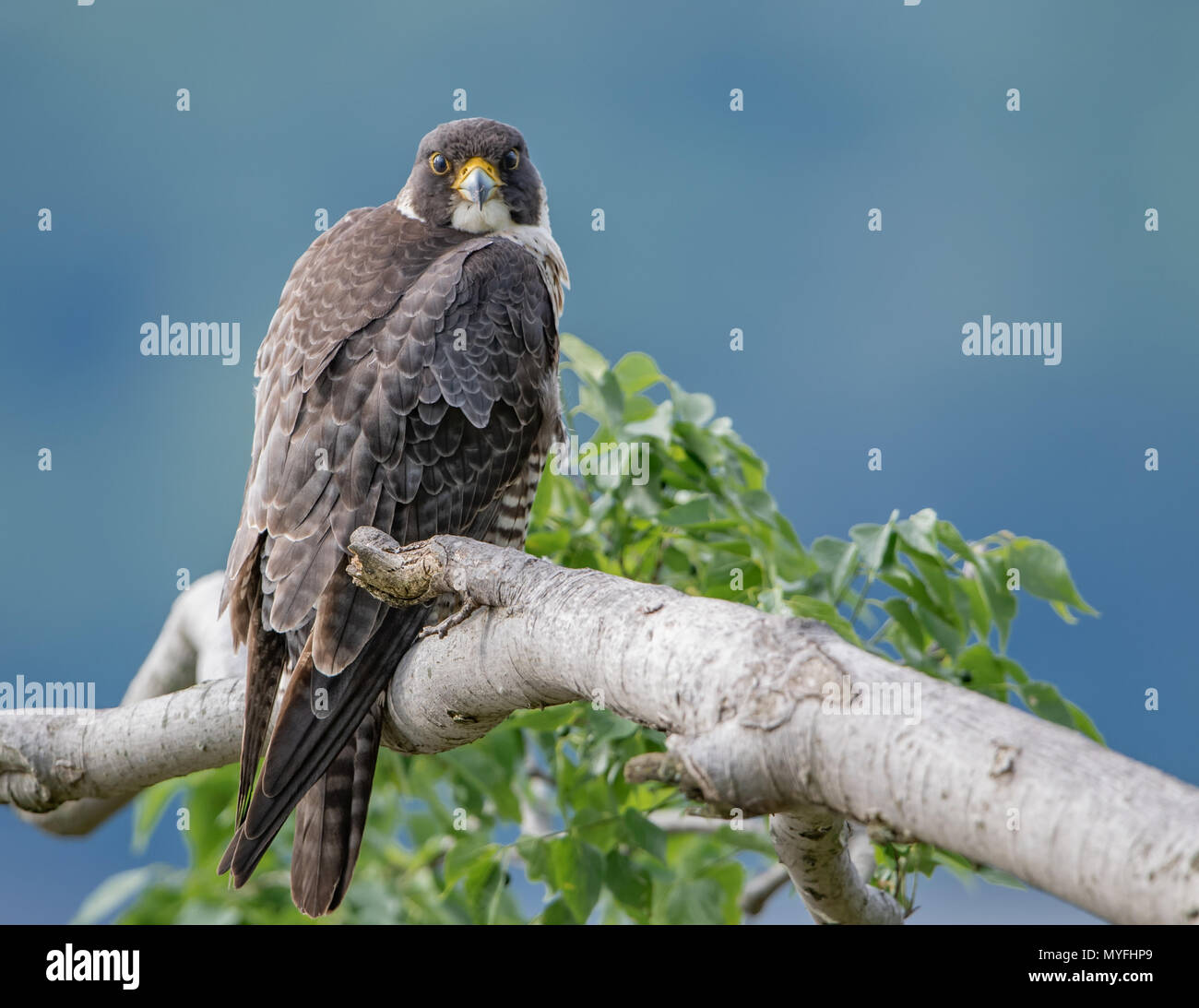 Jersey Uk Birds Stock Photos Jersey Uk Birds Stock Images