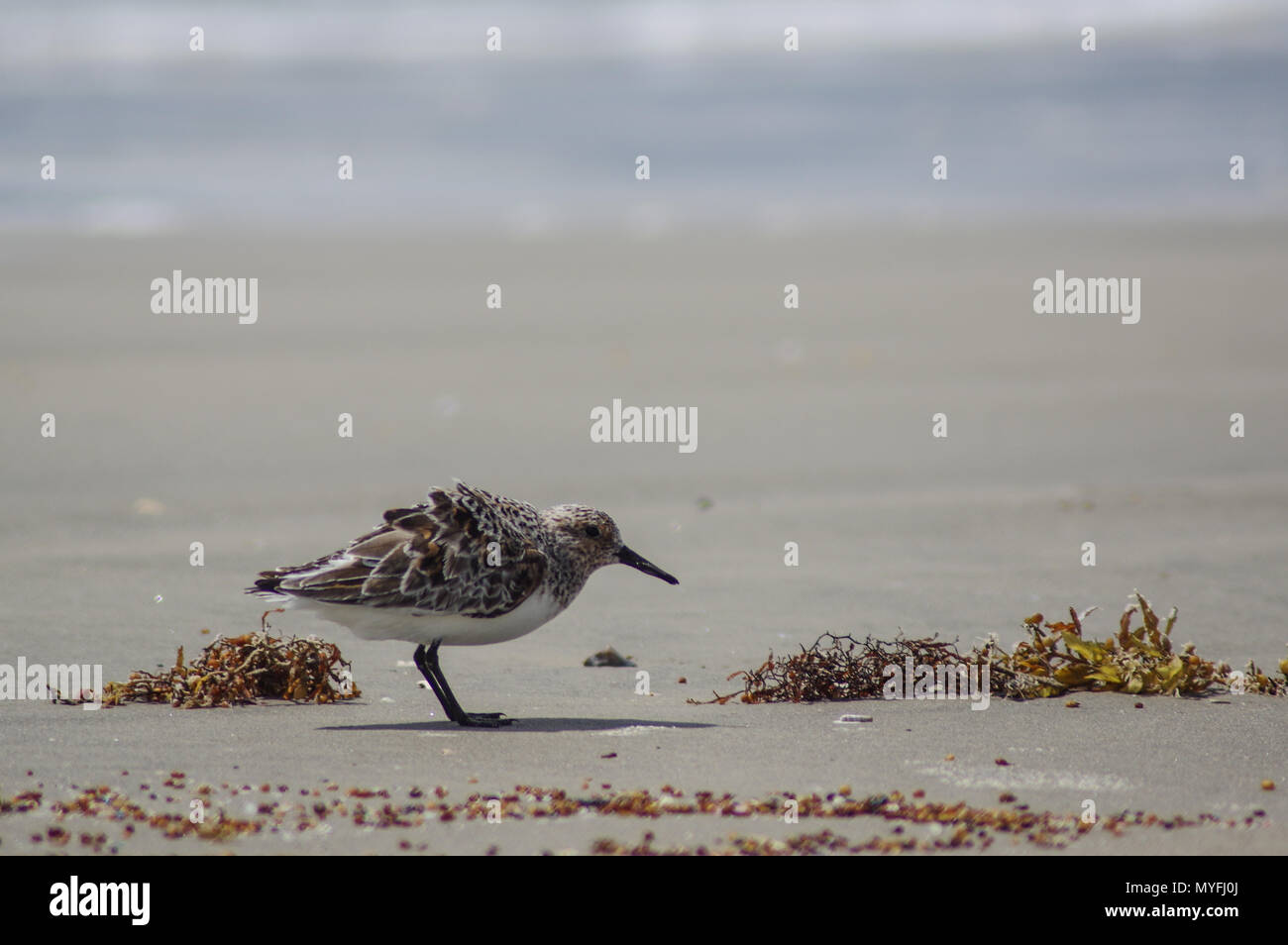 Sandpiper On Beach High Resolution Stock Photography And Images Alamy Sandpiper On Beach High Resolution Stock Photography And Images Alamy