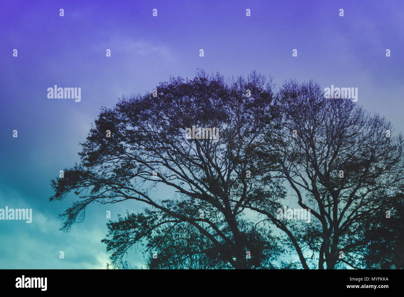 landscape image of a silhouetted tree against a purple and turquoise sky at dusk. Stock Photo