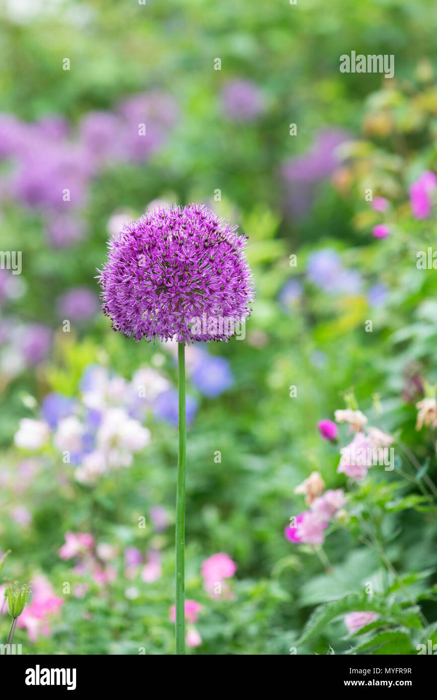 Allium hollandicum 'Purple Sensation'. Ornamental Onion flower in a garden border in spring. UK Stock Photo