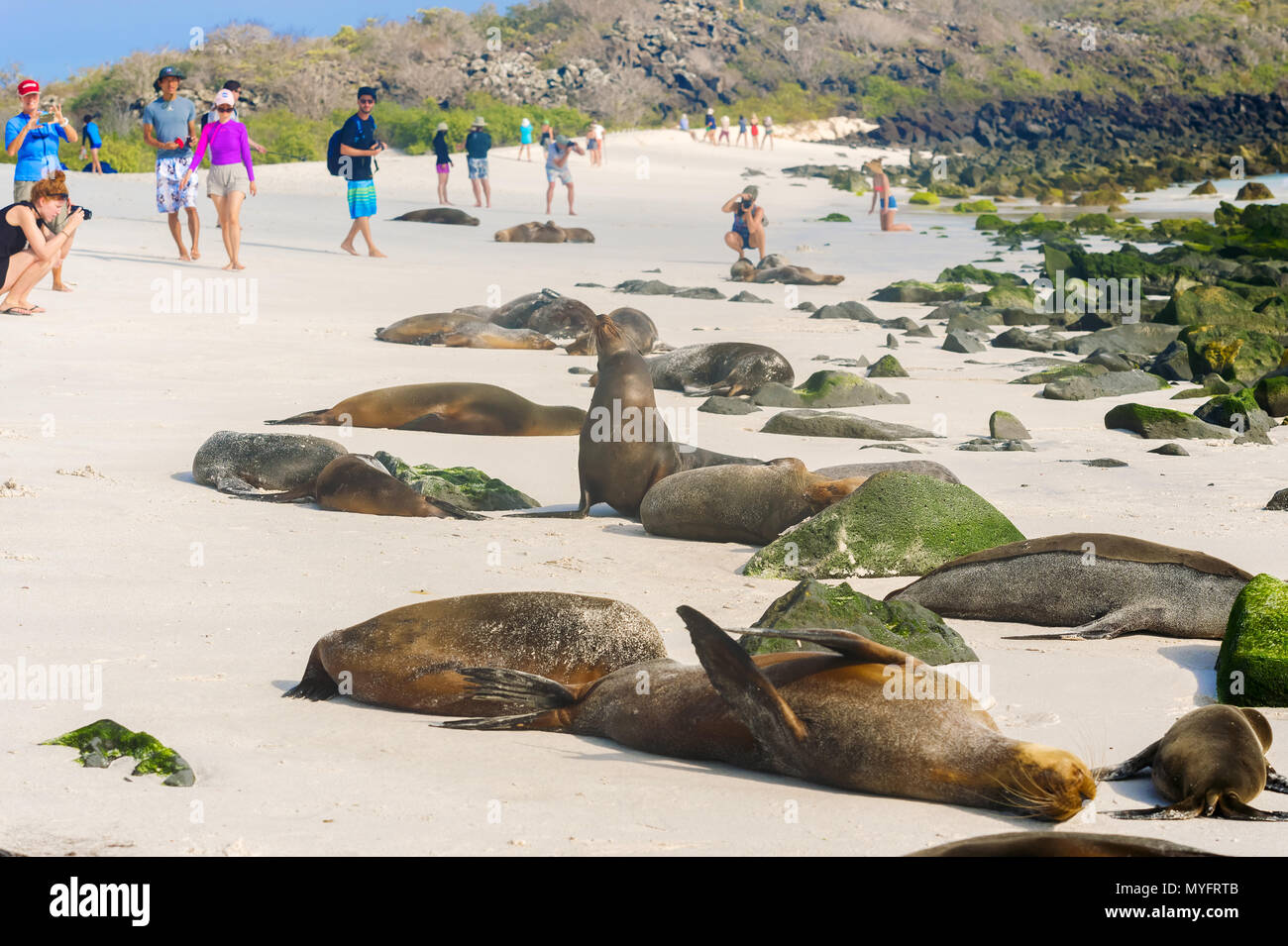 Espanola island, Galapagos, Ecuador - April 8, 2016: Tourists walking on the beach at Espanola island are passing by the colony of sea lions. Stock Photo