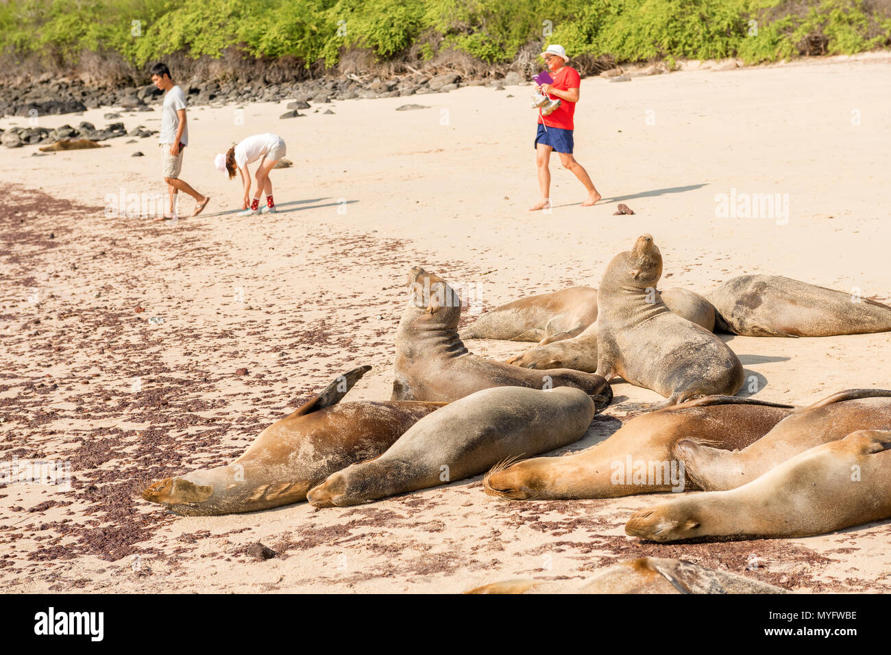 Santa Fe ISland, Galapagos, Ecuador - April 9, 2016: Tourists are passing by a colony of sea lions sleeping on the beach. Stock Photo
