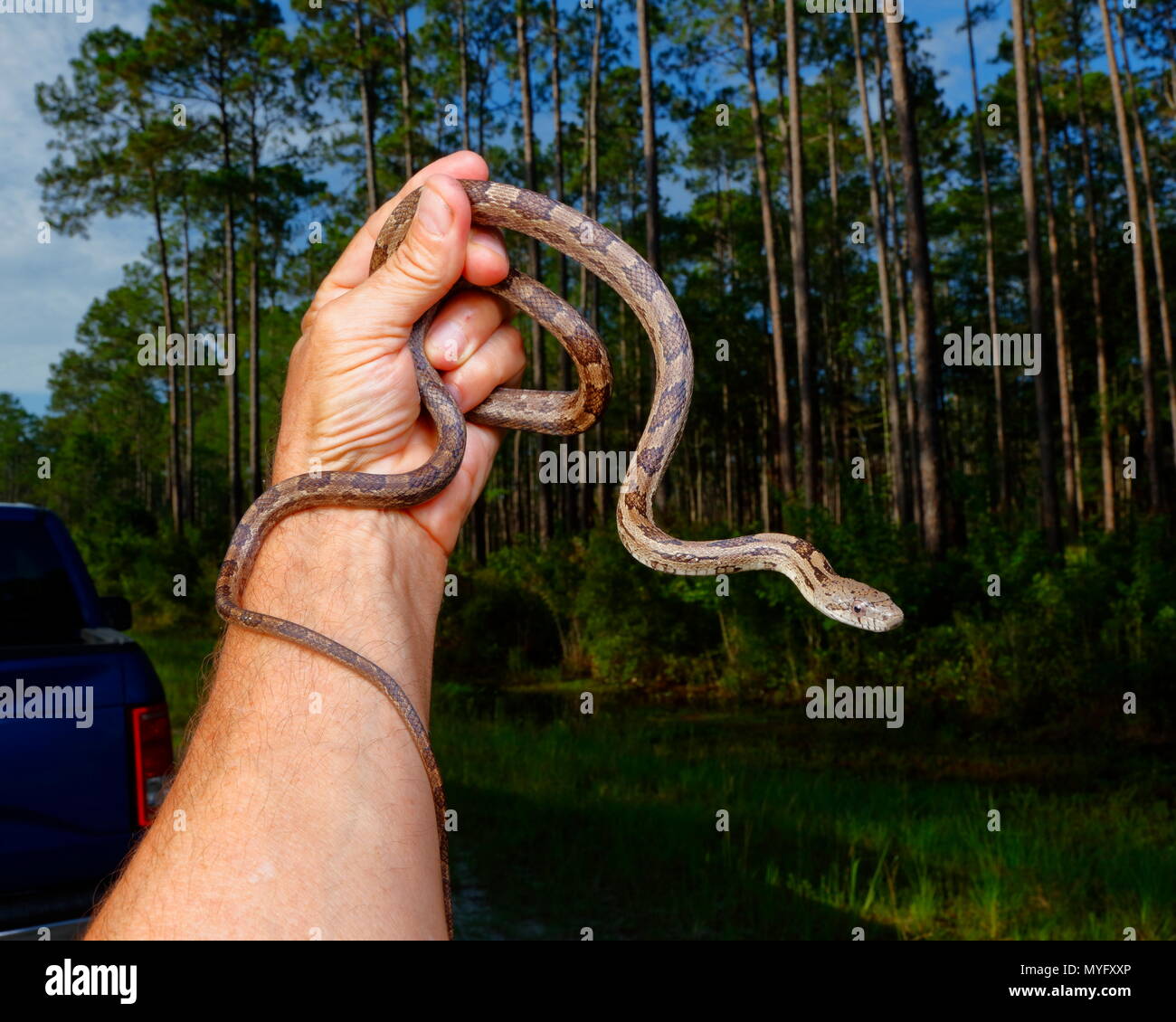 A gray rat snake and yellow rat snake species integrated, Pantherophis spiloides, being hand held. Stock Photo