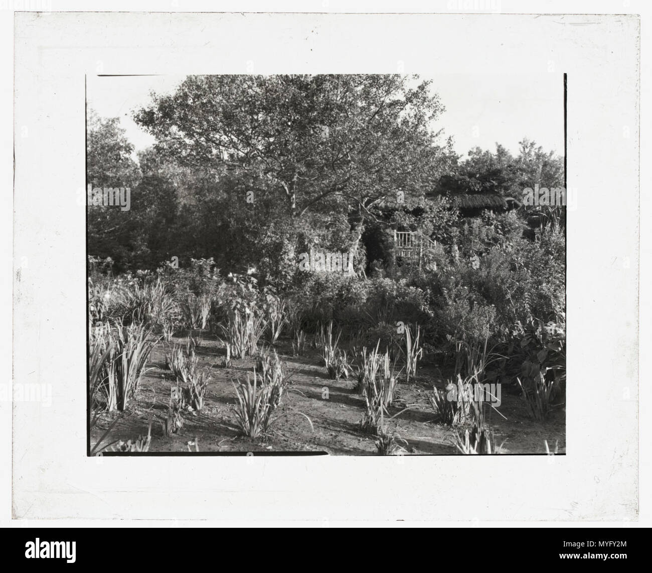 Grey-Croft, Stephen Swete Cummins house, Huntting Lane, East Hampton, New York. Japanese iris garden Stock Photo