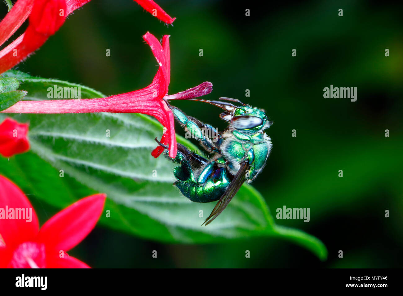 A green orchid bee, Euglossa dilemma, grazing on flowers. Stock Photo