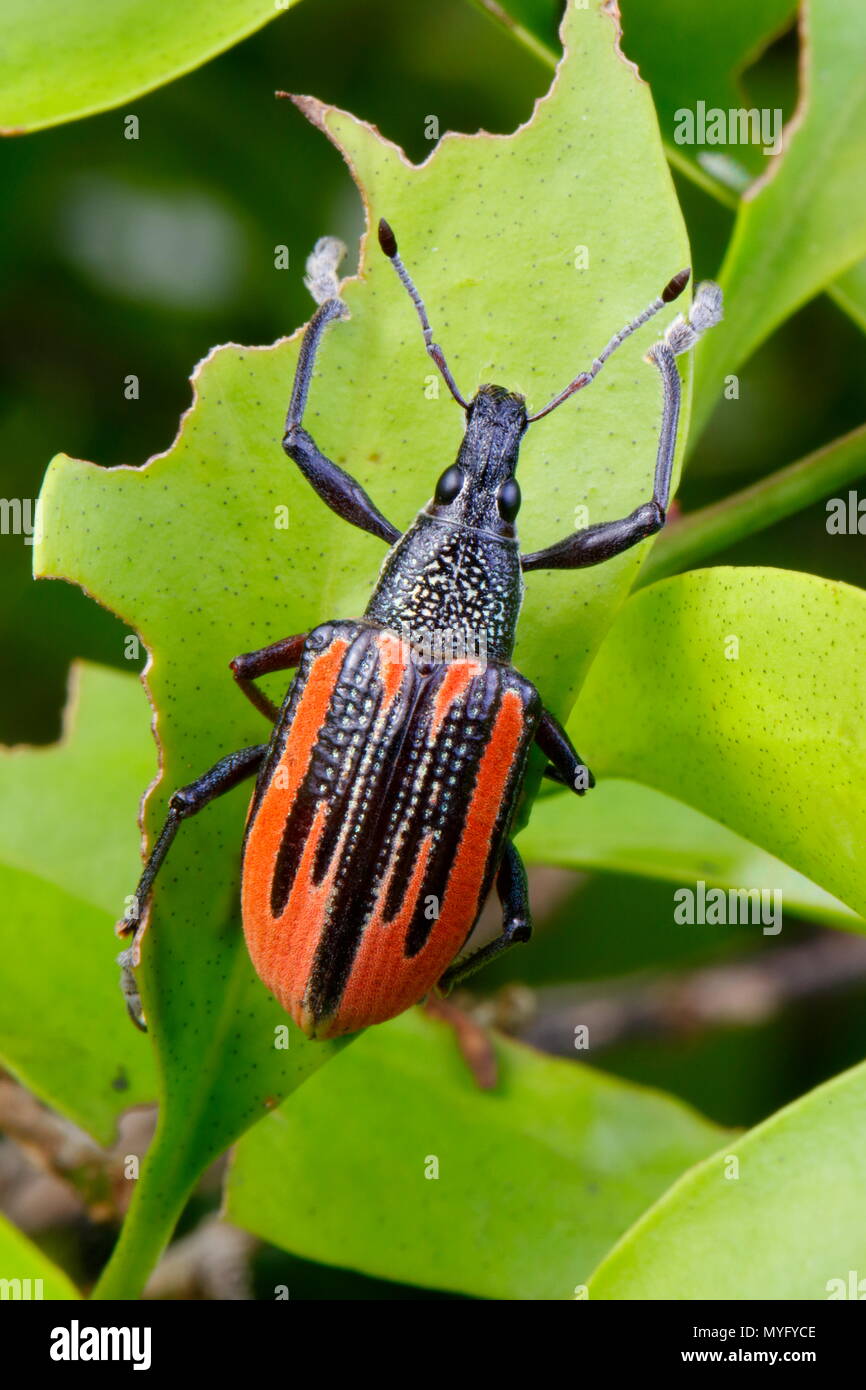 A citrus root weevil, Diaprepes abbreviatus, foraging on gulf gray twig. Stock Photo