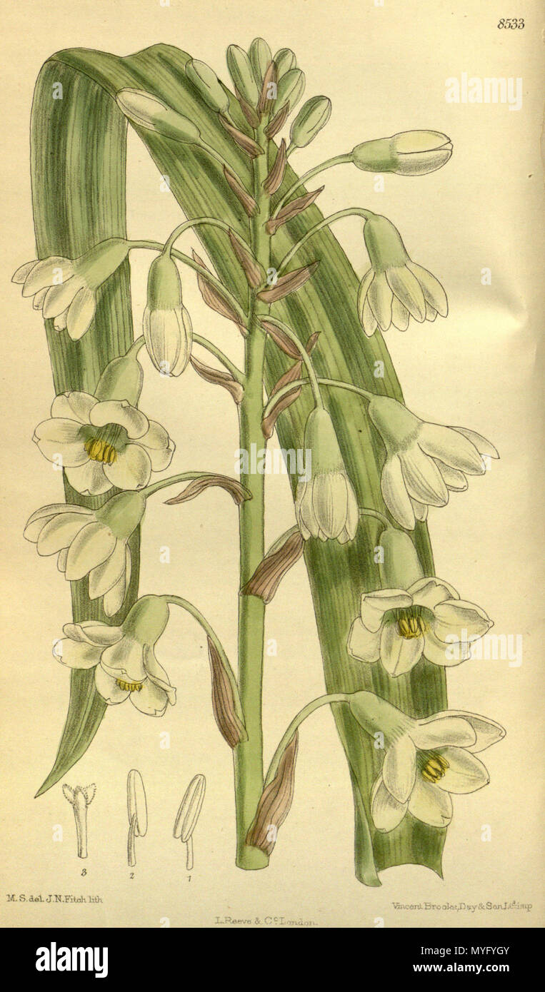 . Galtonia princeps, Asparagaceae . 1914. M.S. del., J.N.Fitch lith. 202 Galtonia princeps 140-8533 Stock Photo