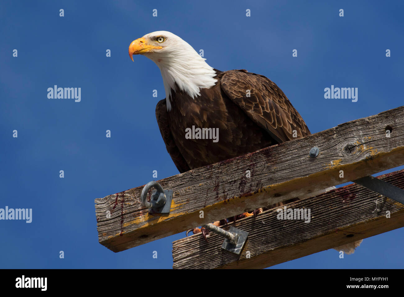 Eagle wildlife bird california hires stock photography and images Alamy