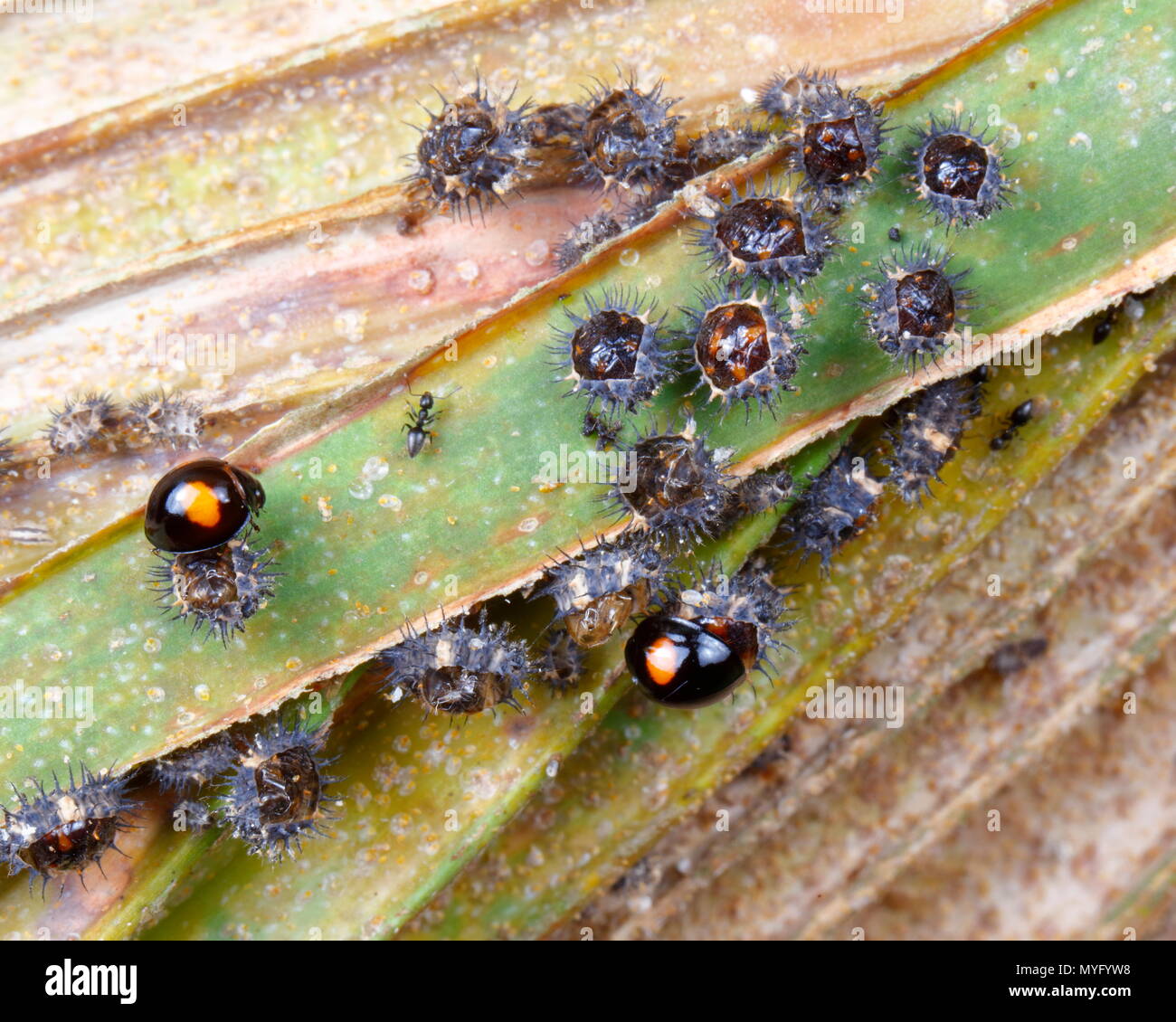 Twice-stabbed lady beetles, Chilocorus stigma, on a palm frond, emerging from pupae. Stock Photo