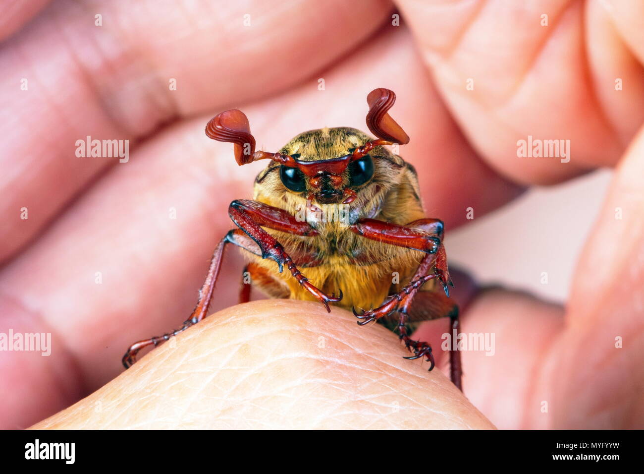 A male variegated june beetle,Polyphylla variolosa, on a human hand. Stock Photo