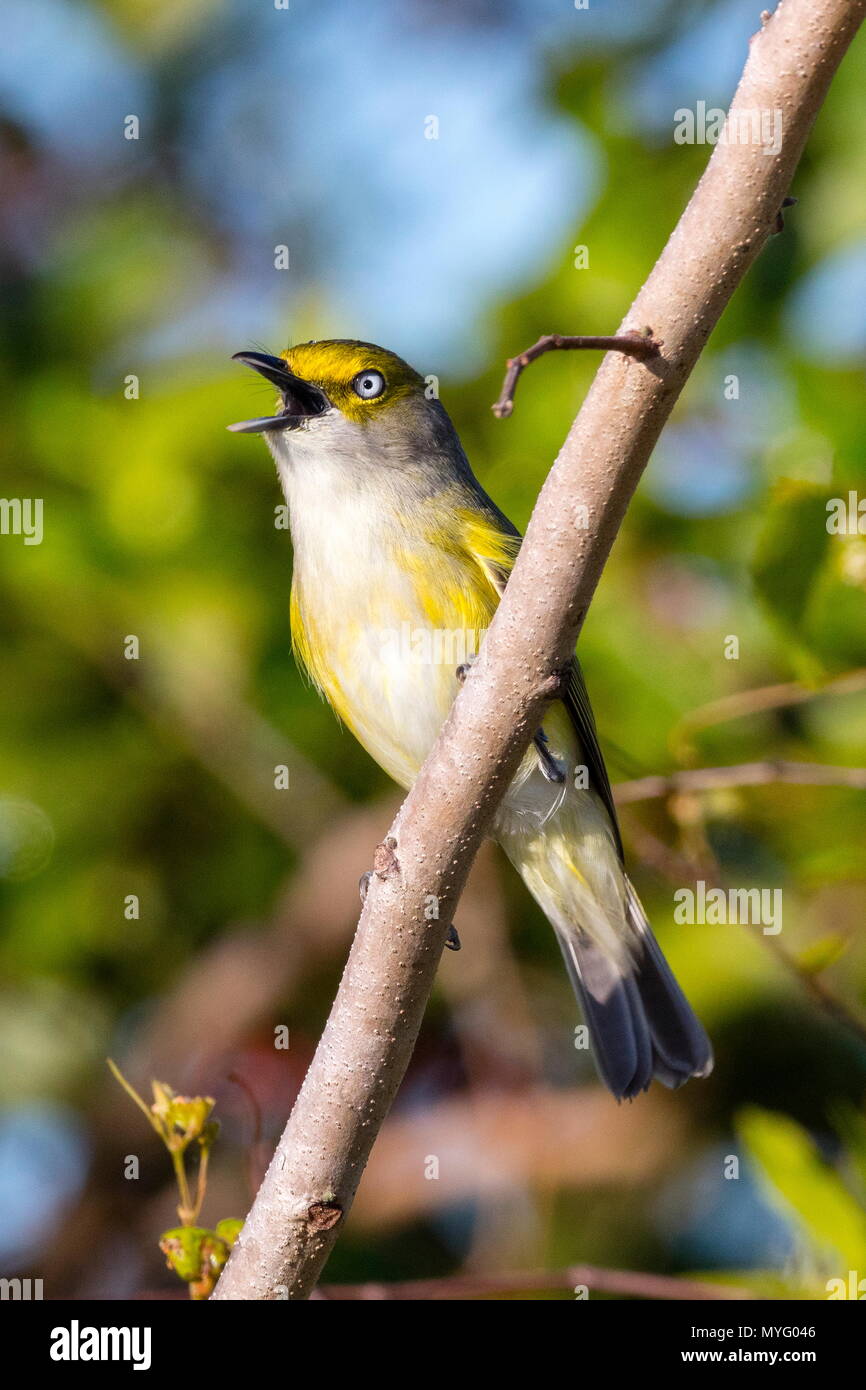 A white-eyed vireo, Vireo griseus, perched in shrubs. Stock Photo