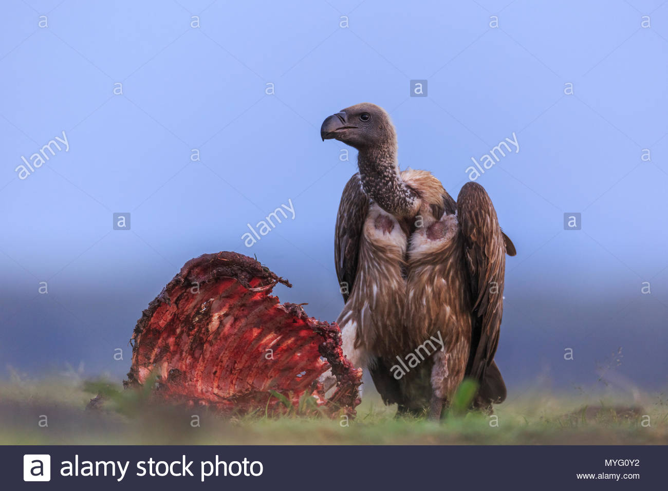 Rib Cage Stock Photos Rib Cage Stock Images Page 3 Alamy