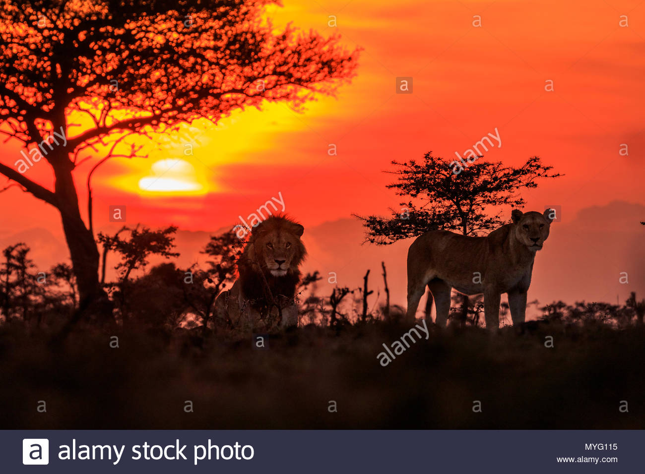 Lions In Africa High Resolution Stock Photography and Images - Alamy