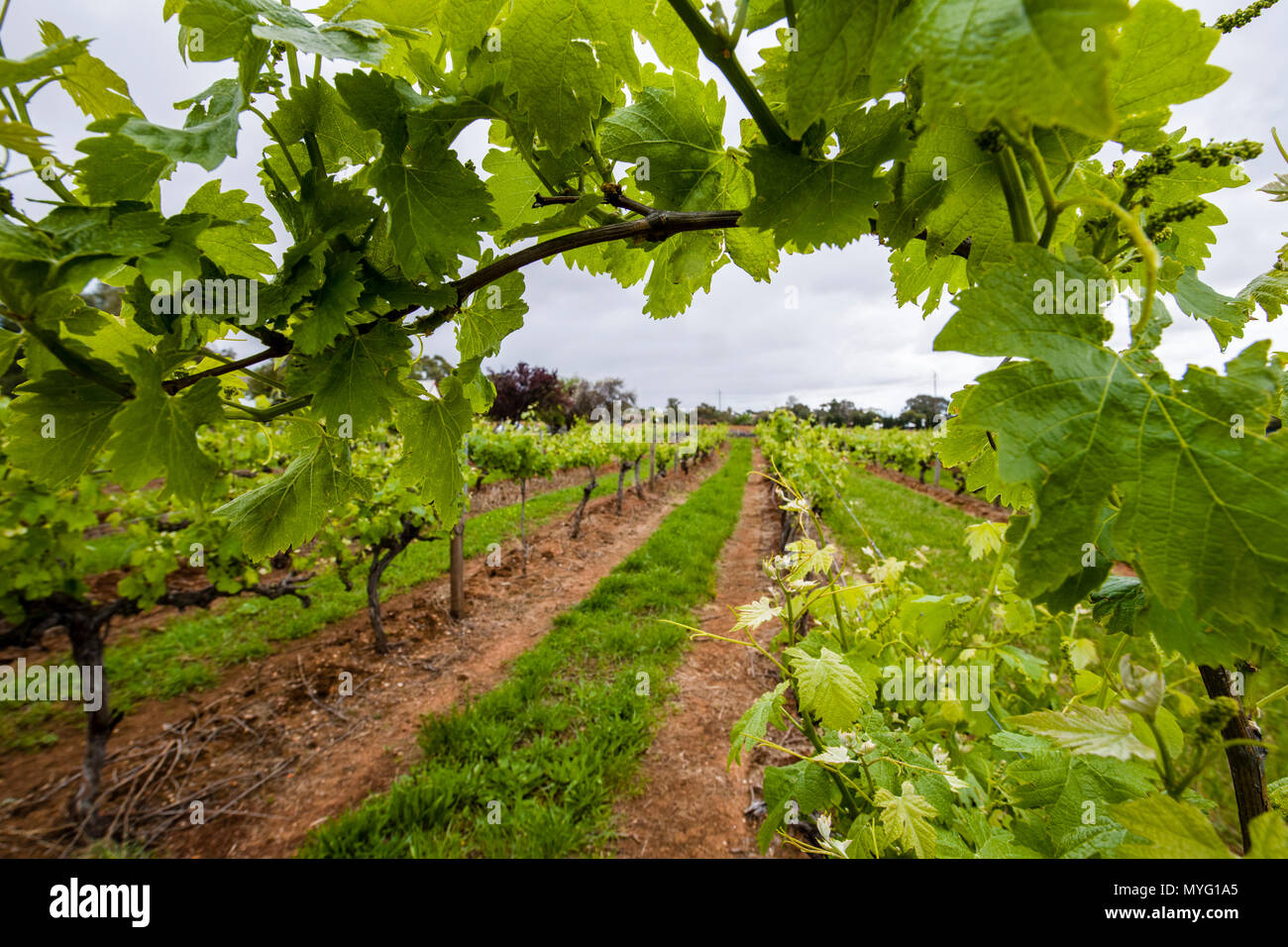 A Magill Estate Shiraz grape vine stretches over a path in a vineyard. Stock Photo