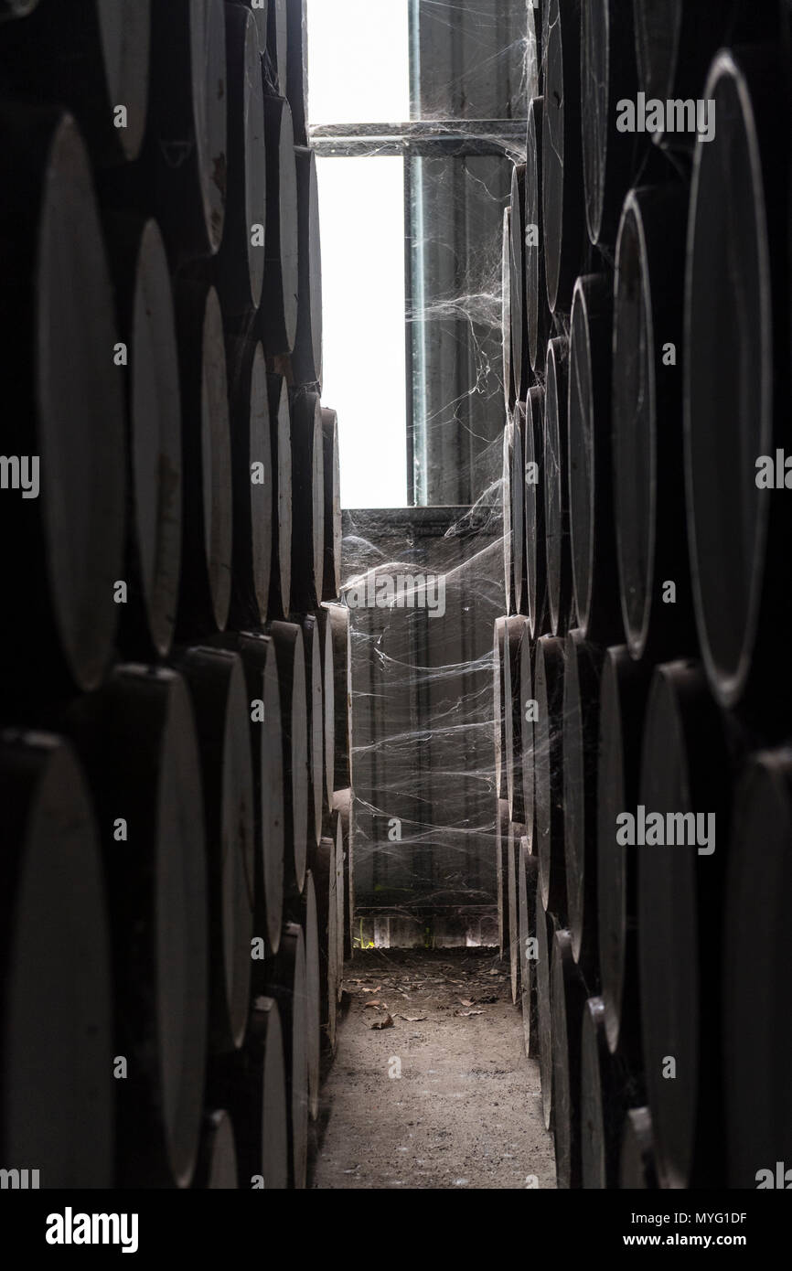 Spider webs connected to a wine barrels stored in a shed to mature. Stock Photo