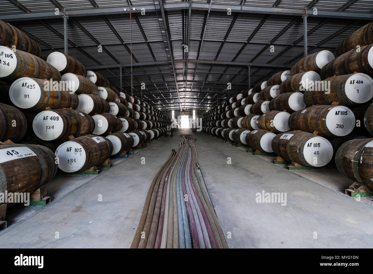 An enormous collection of wine barrels stacked and stored in a shed to age and mature. Stock Photo