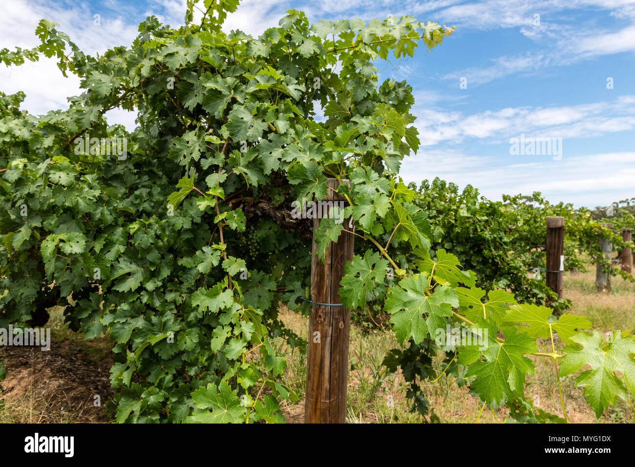 Cabernet Sauvignon grape vines planted in the nineteenth century are thought to be the oldest continuously producing Cabernet Sauvignon vines in the world. Stock Photo