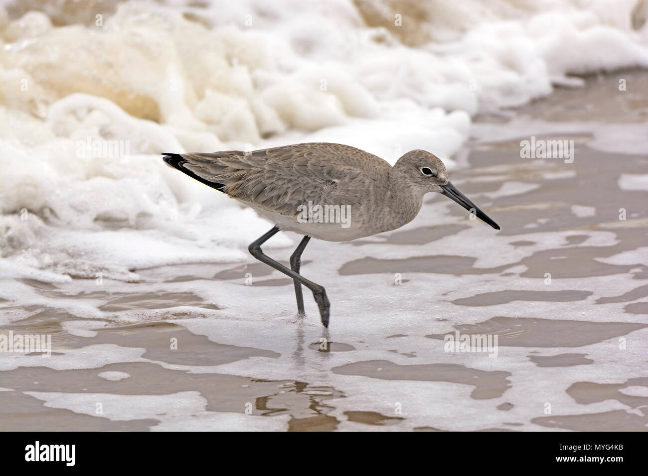 Willet Wandering through the Sea Foam on the Gulf Coast of Texas Stock Photo