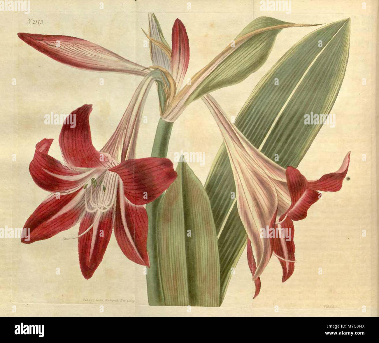 Hippeastrum reticulatum hi-res stock photography and images - Alamy