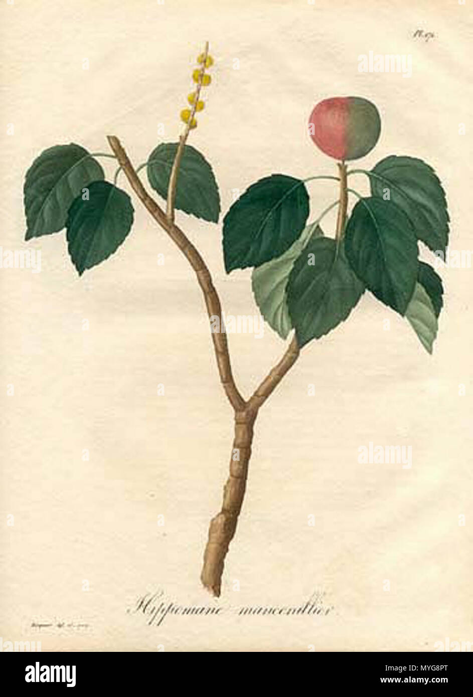 . Hippomane mancinella illustration . 1821. M. Hocquart 241 Hippomane mancinella-Hocquart 1821 Stock Photo