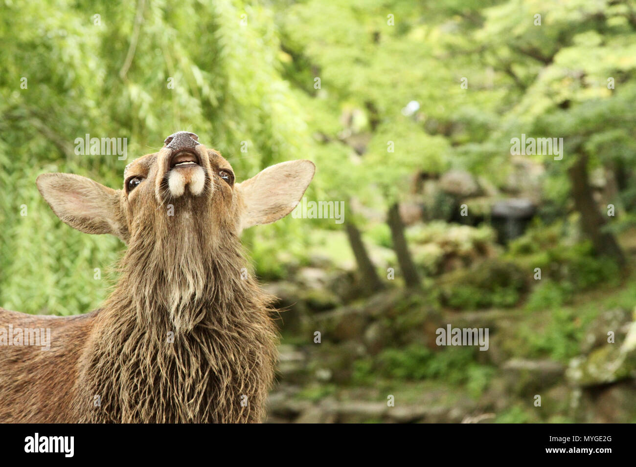 close up portrait of a wild deer at Nara Park Japan. Stag, doe, elk pulling a silly crazy face with lush green forest bush wilderness in the backgroun Stock Photo