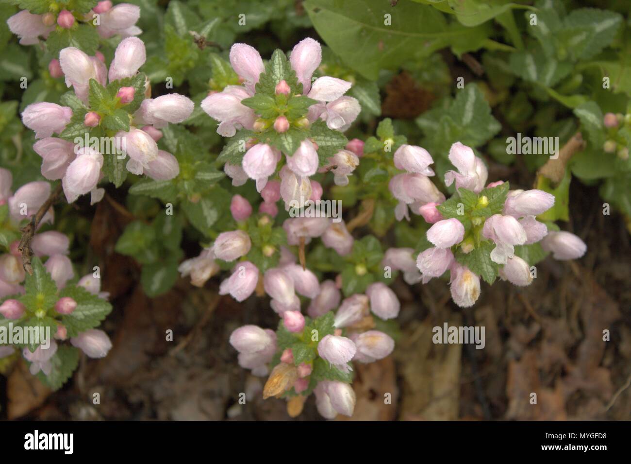 Pink Lamium With Variegated Leaves, Blooming Stock Photo