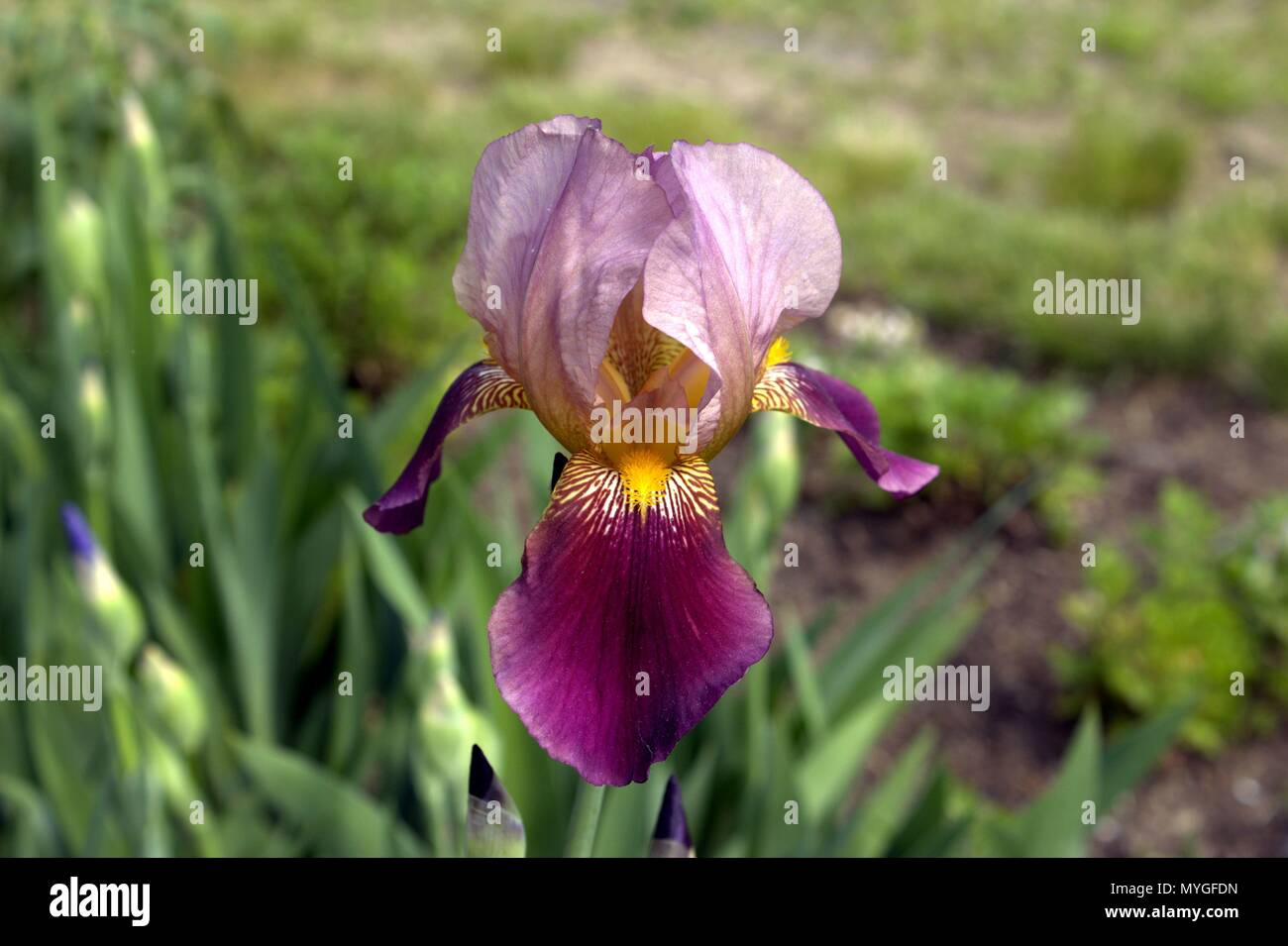 Purple And Yellow Iris Blooming In The Sun Stock Photo