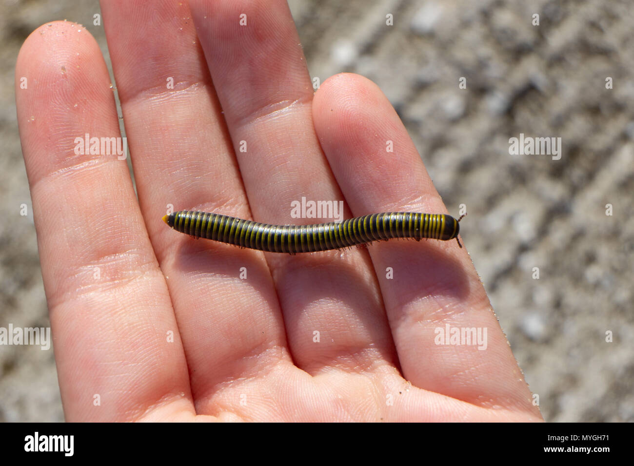 Bumble Bee Millipede High Resolution Stock Photography and Images - Alamy