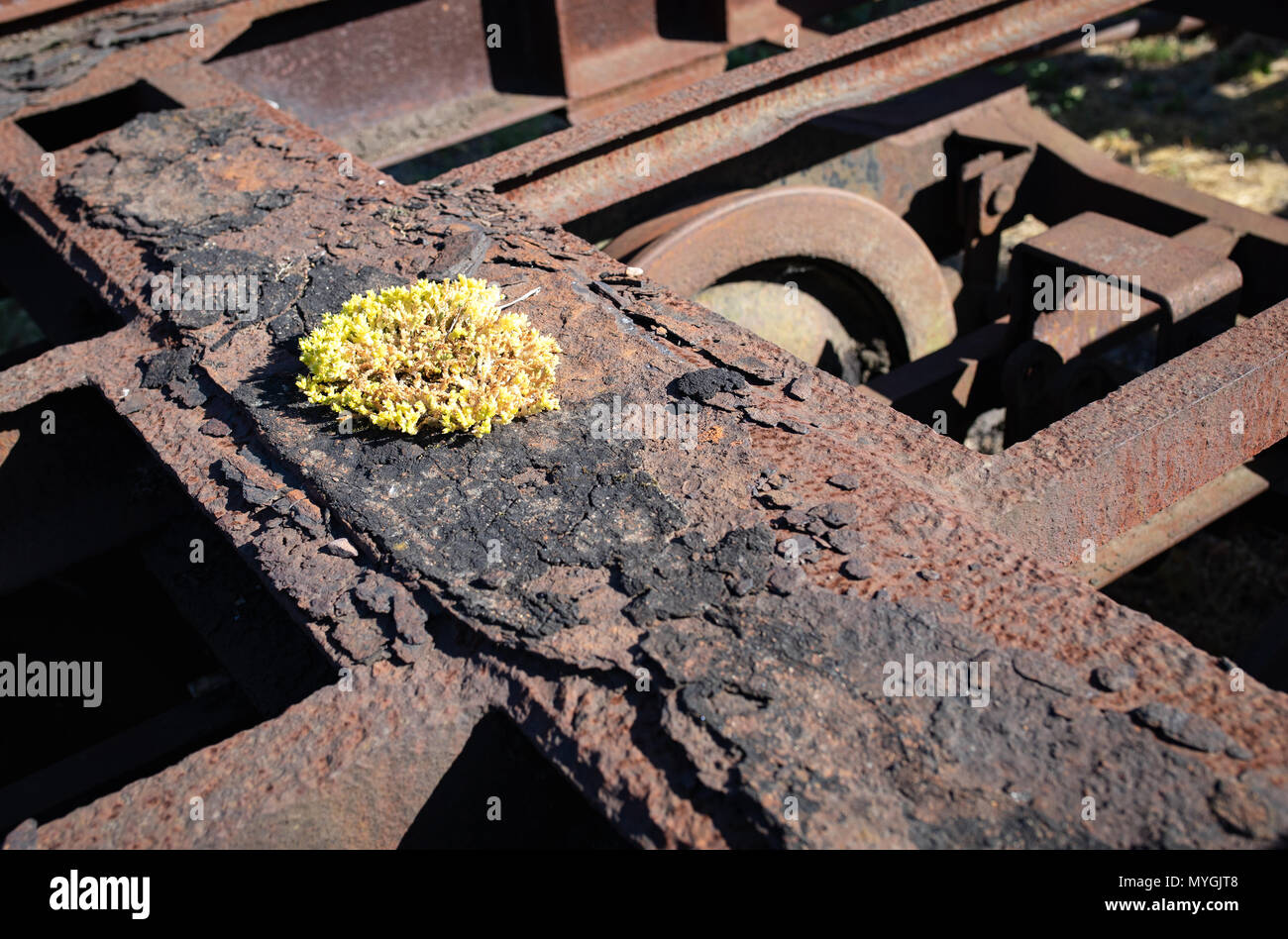 Plant, lichen growing on old rusty iron. Railway scrap metal. Stock Photo