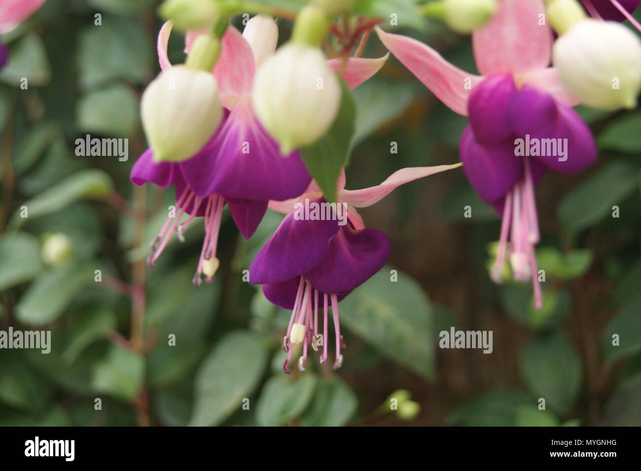 Flower and Vegetable garden Stock Photo